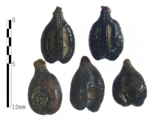 First century grape seeds.